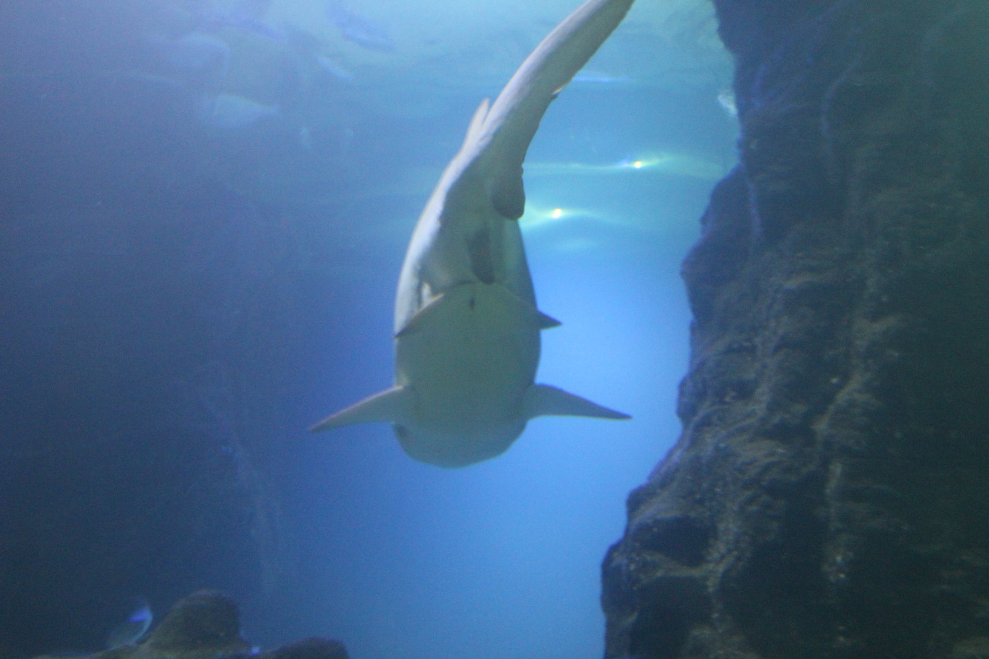 Deep Sea World