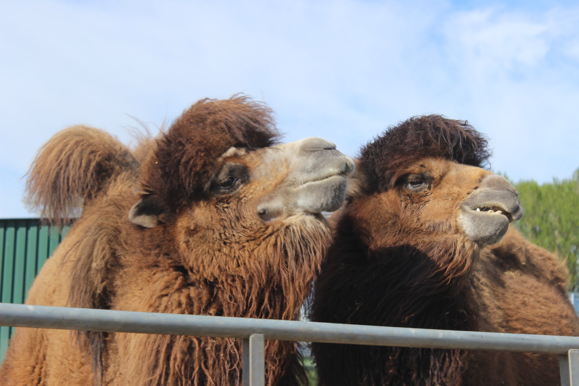 Blair Drummond Safari Park
