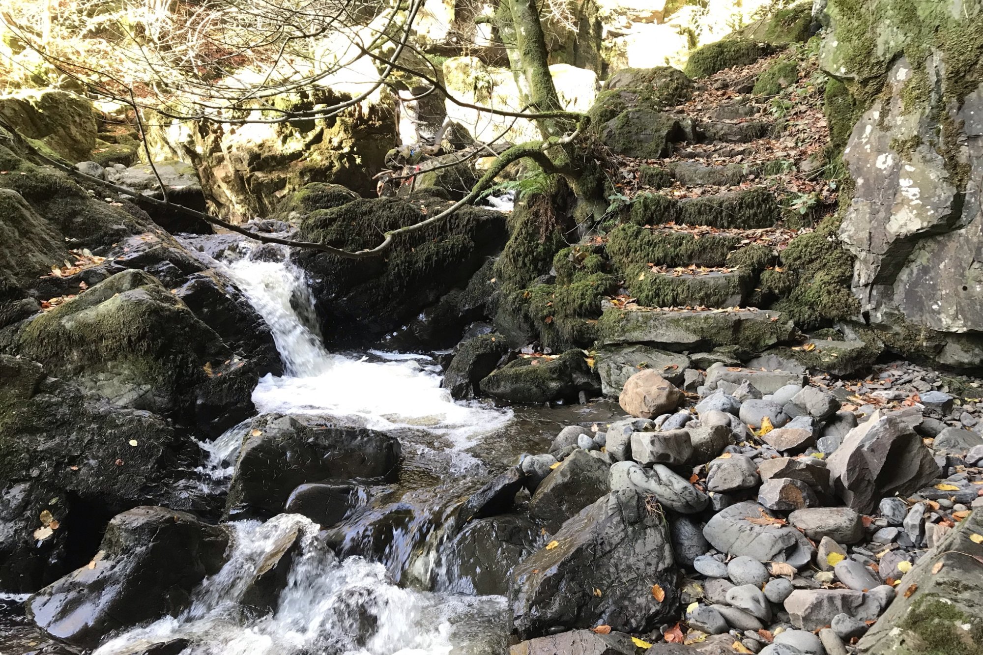 Campsie Glen